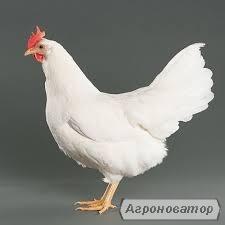 Młode kury nioski SPRZEDAM