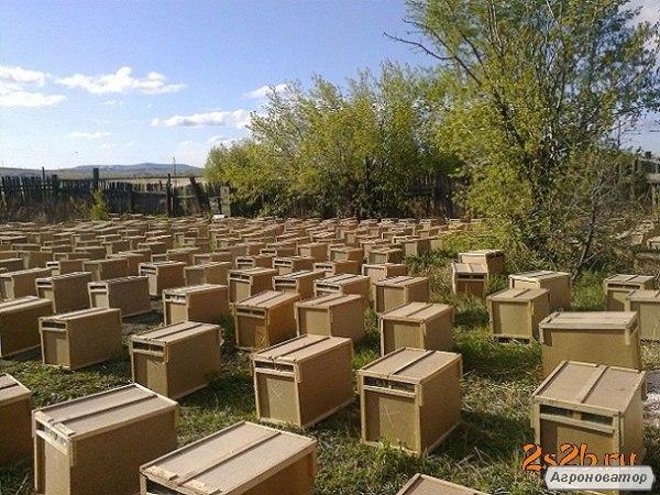 Pakiety pszczele  Karnika 