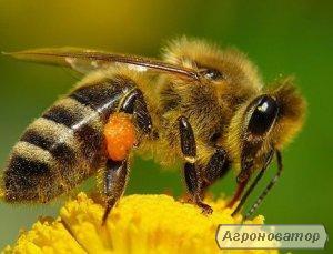 Matka pszczela  Ukraińska stepowa