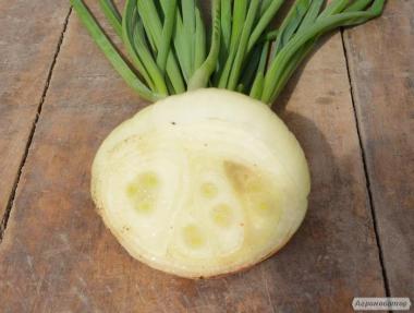 Nasiona cebuli - siewki