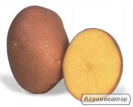 Sadzeniaki ziemniaków, bellaroza