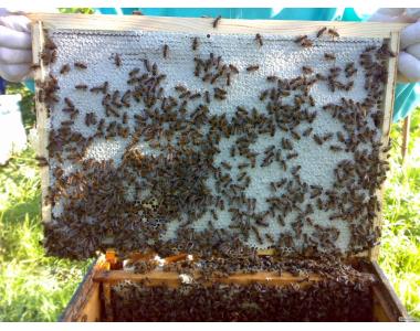 Pakiety pszczele  Ukraińska stepowa