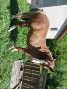 Konie ciężkie  Rosyjski koń zimnokrwisty
