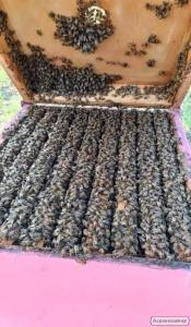 Pakiety pszczele  Karpacka