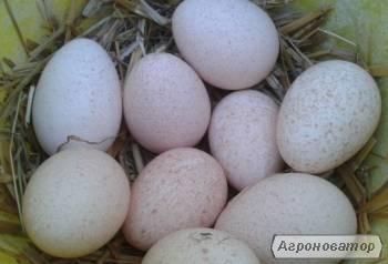 Jaja inkubacyjne indycze