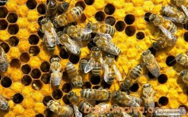 Rodziny pszczele  Ukraińska stepowa