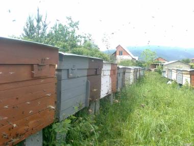 Pakiety pszczele  Karpacka