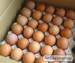 Jaja inkubacyjne kurze