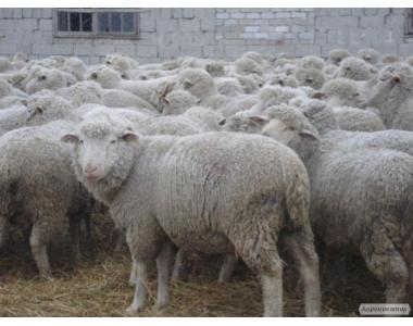 Owce  Précoce