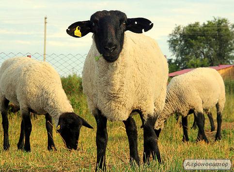 Owce  Suffolk 