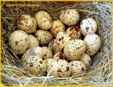 Jaja inkubacyjne przepiórcze