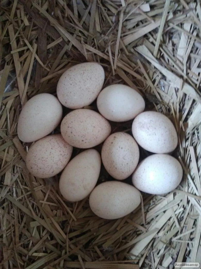 Jaja inkubacyjne indycze
