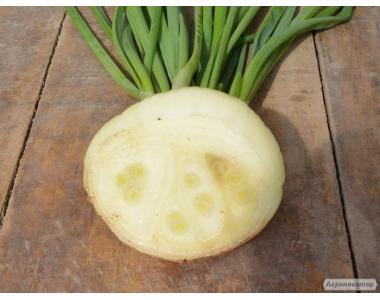 Nasiona cebuli - siewki