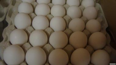 Jaja inkubacyjne kurze