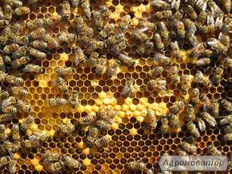 Rodziny pszczele  Karpacka 