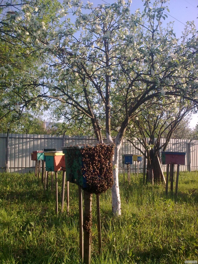 Matka pszczela  Karpacka